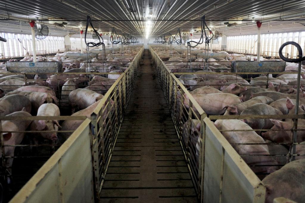 Births Exposes The Factory Farming